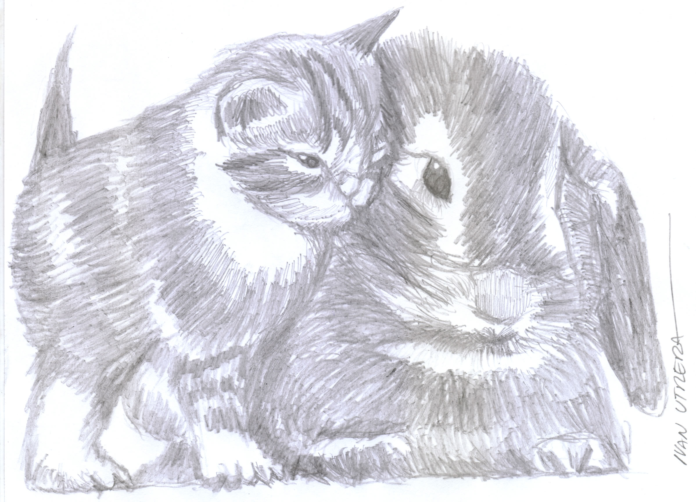 gatito y conejo a lapiz | Ivan Utrera